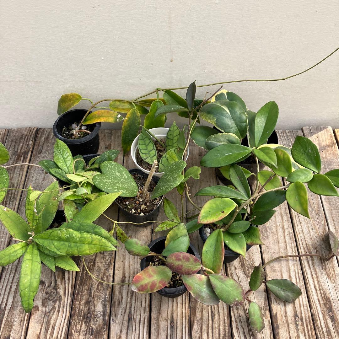 ホヤ8種類セット　希少種＋サボテン4鉢