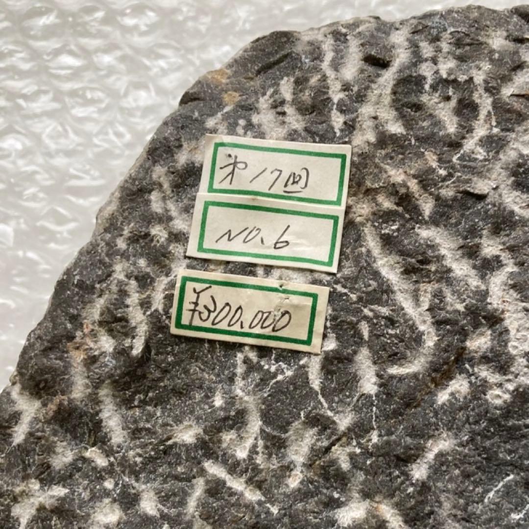 三葉虫 化石 生物 岩石 鑑賞 研究 6体 大型 コレクション レア希少 レトロ