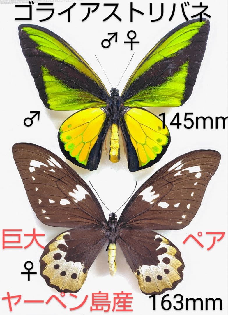 最終価格ゴライアスアトリバネアゲハ♂♀標本★ヤーペン島産★巨大ペア
