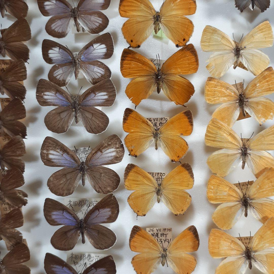 蝶標本　シジミチョウ22種180頭　大型ドイツ標本箱入り