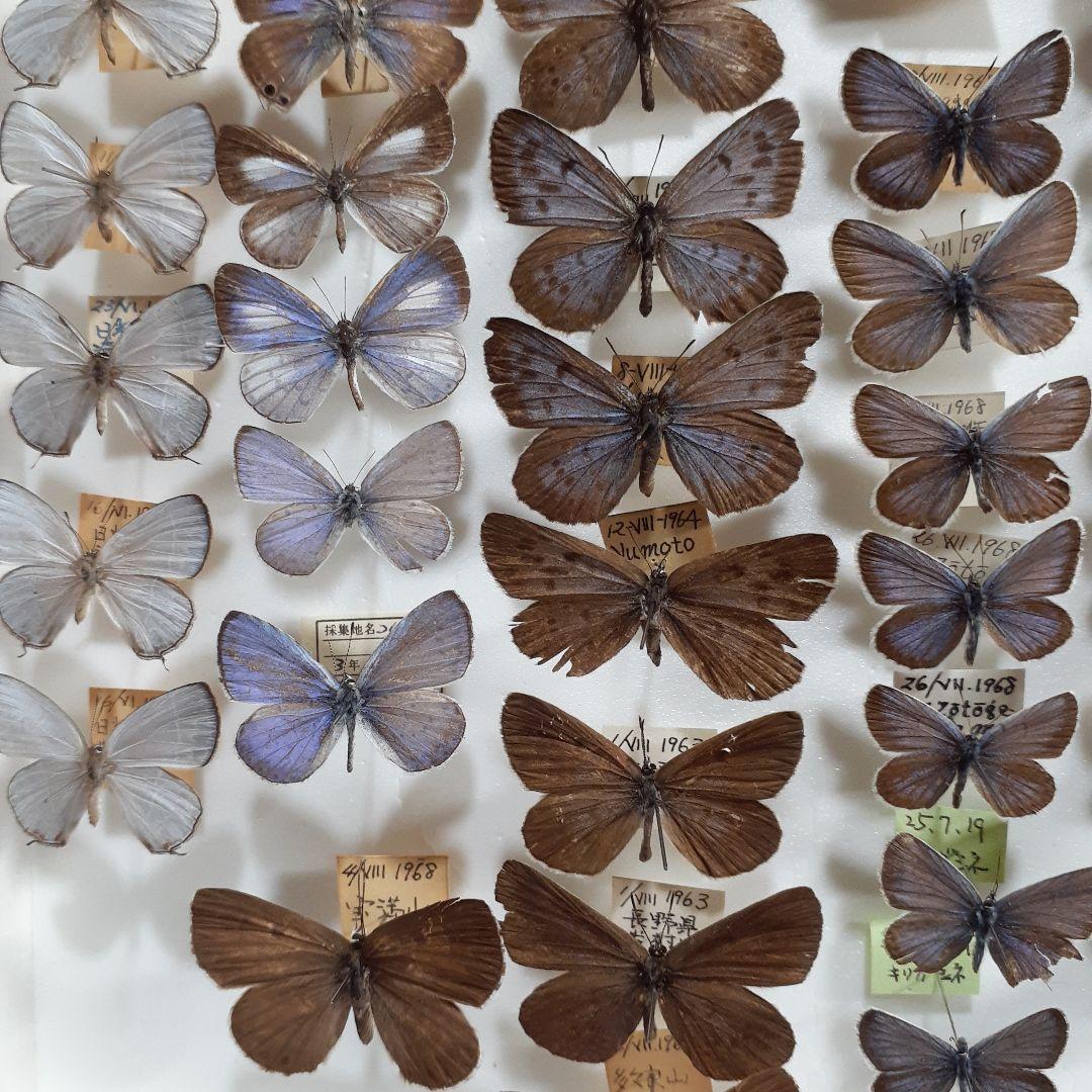 蝶標本　シジミチョウ22種180頭　大型ドイツ標本箱入り