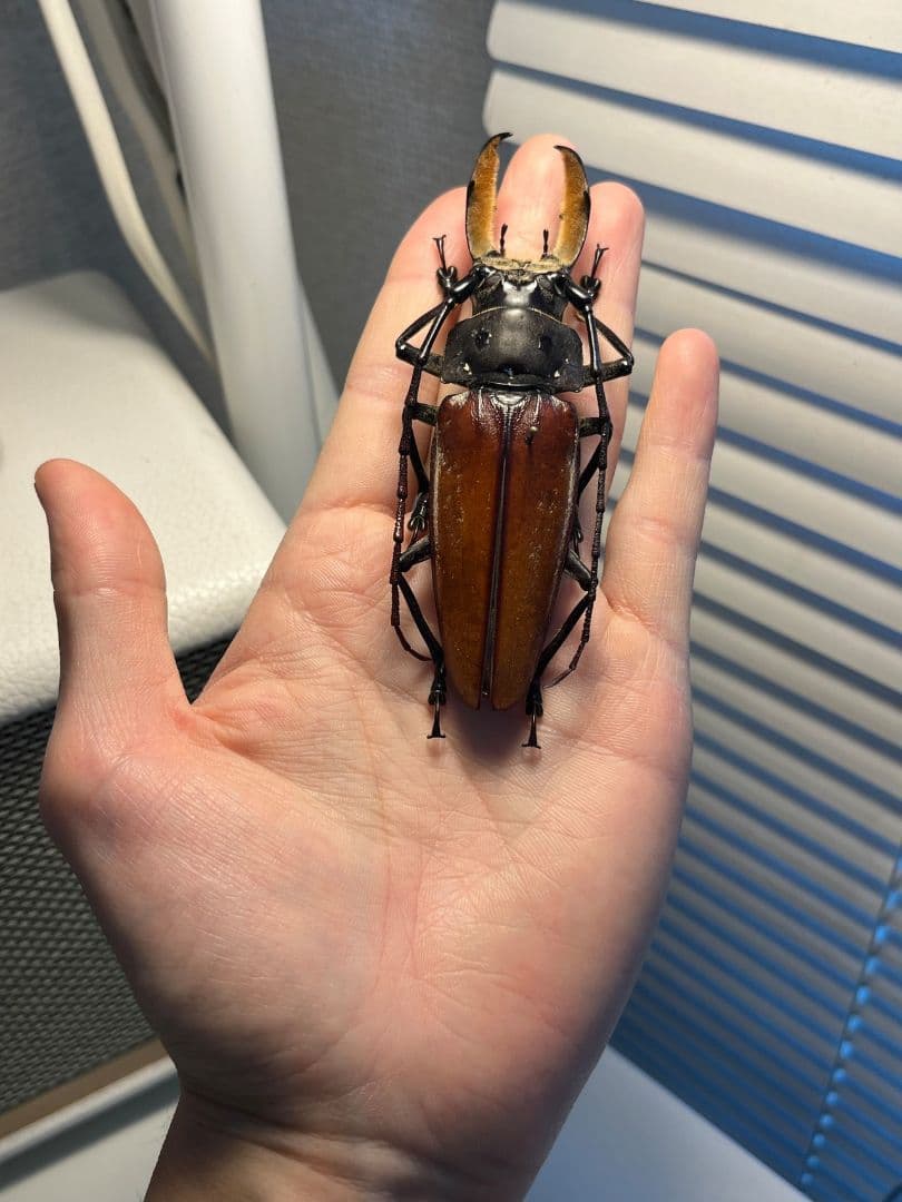 【103mm】アラゲオオウスバカミキリ 甲虫昆虫標本タランチュラ　標本