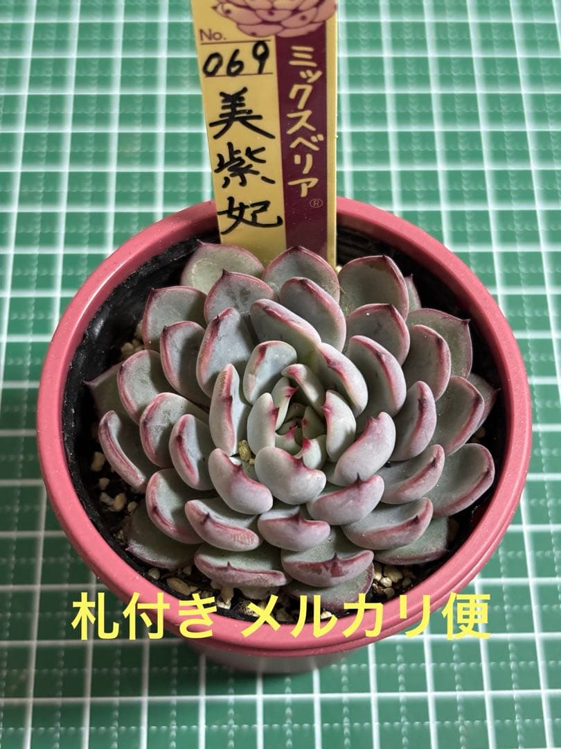 超希少 おらいさん苗 ミックスベリア 美紫妃 札付き 極上株 多肉植物②