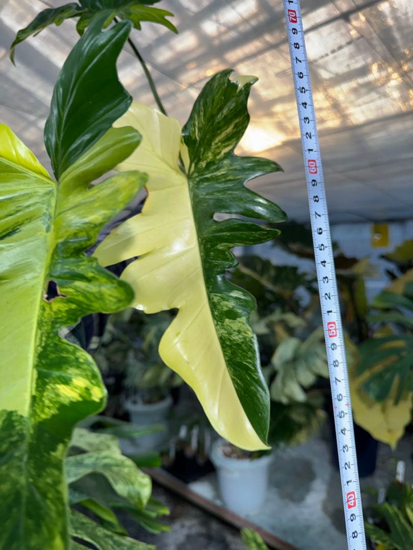 KN1 フィロデンドロン　キティナ　健康カット苗