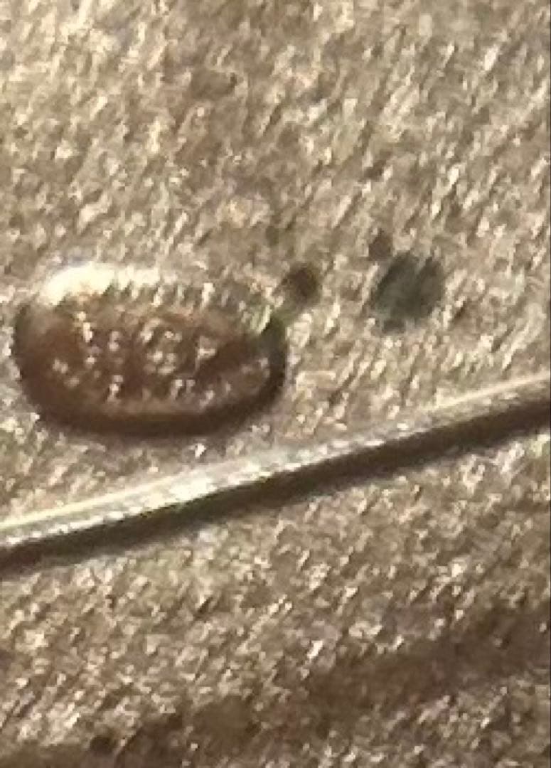 中古　美品　CHANEL シャネル　黒　白　カメリア　ブローチ