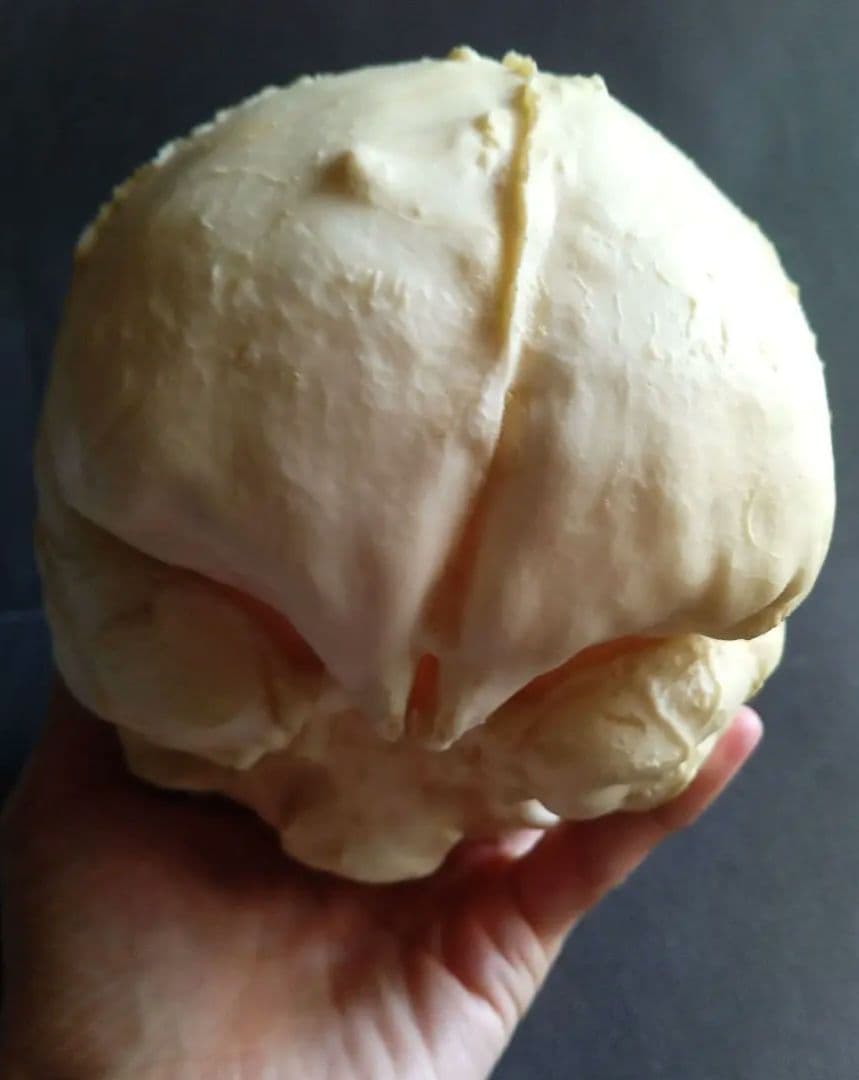 Brain　脳　Born Clones　アメリカ製　模型