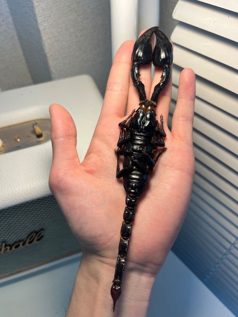 【巨大蠍標本】アジアンフォレストスコーピオン タランチュラ ムカデセンチピードカ