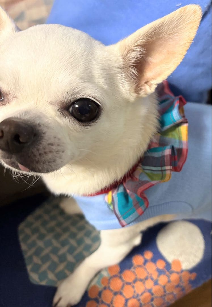 薄手のニット生地