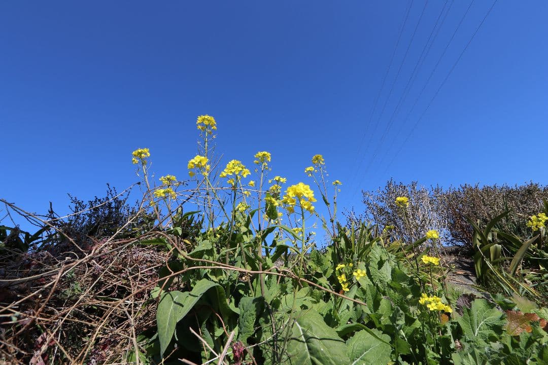 スマホ転送OK 超高画質!! Canon EOS 80D 超広角レンズ セット