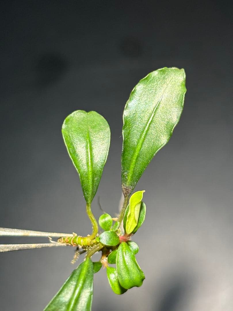 【あばぶです】