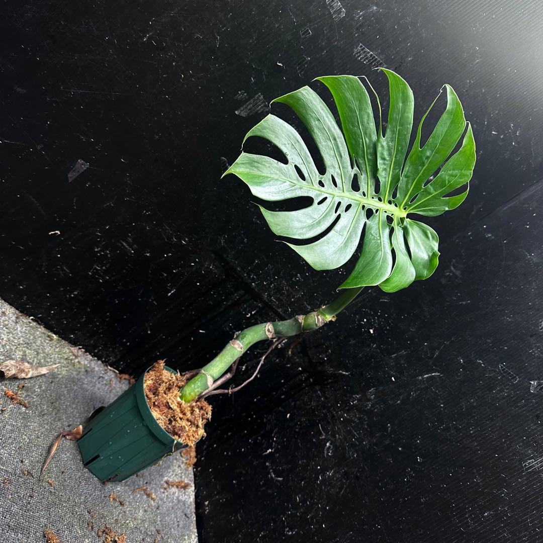 ご*ら様 モンステラデリシオーサマクロコズム超希少系統鉢植え