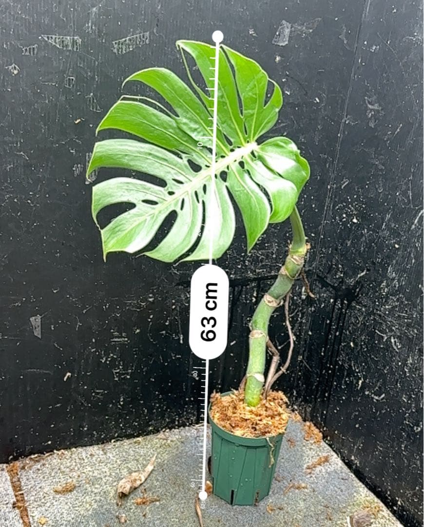 ご*ら様 モンステラデリシオーサマクロコズム超希少系統鉢植え