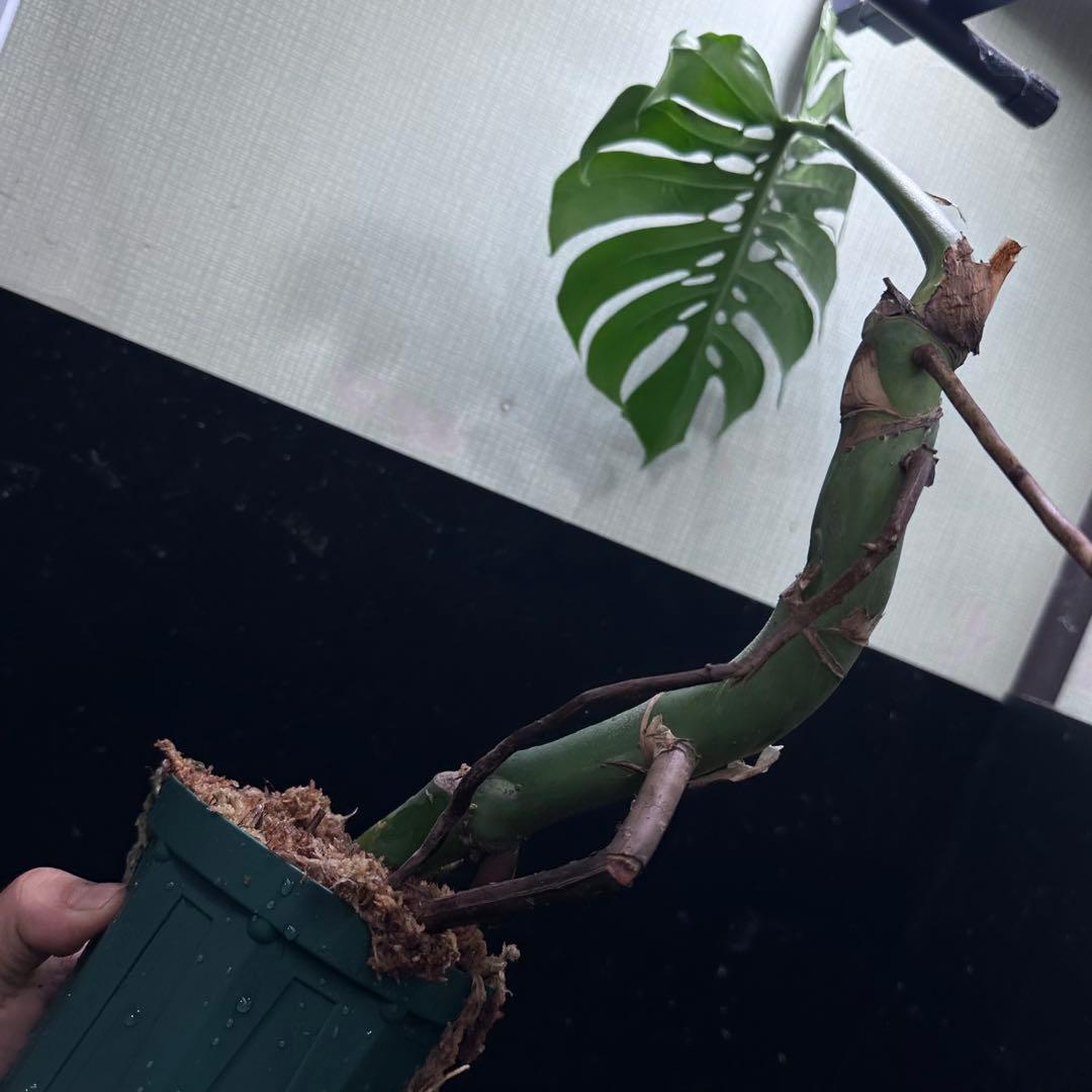 ご*ら様 モンステラデリシオーサマクロコズム超希少系統鉢植え