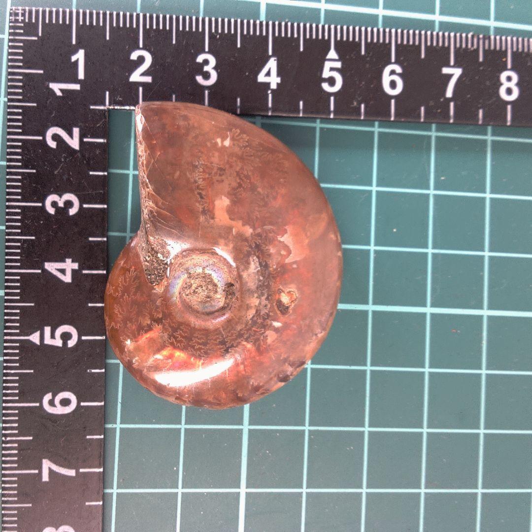 小物１ アンモナイト化石