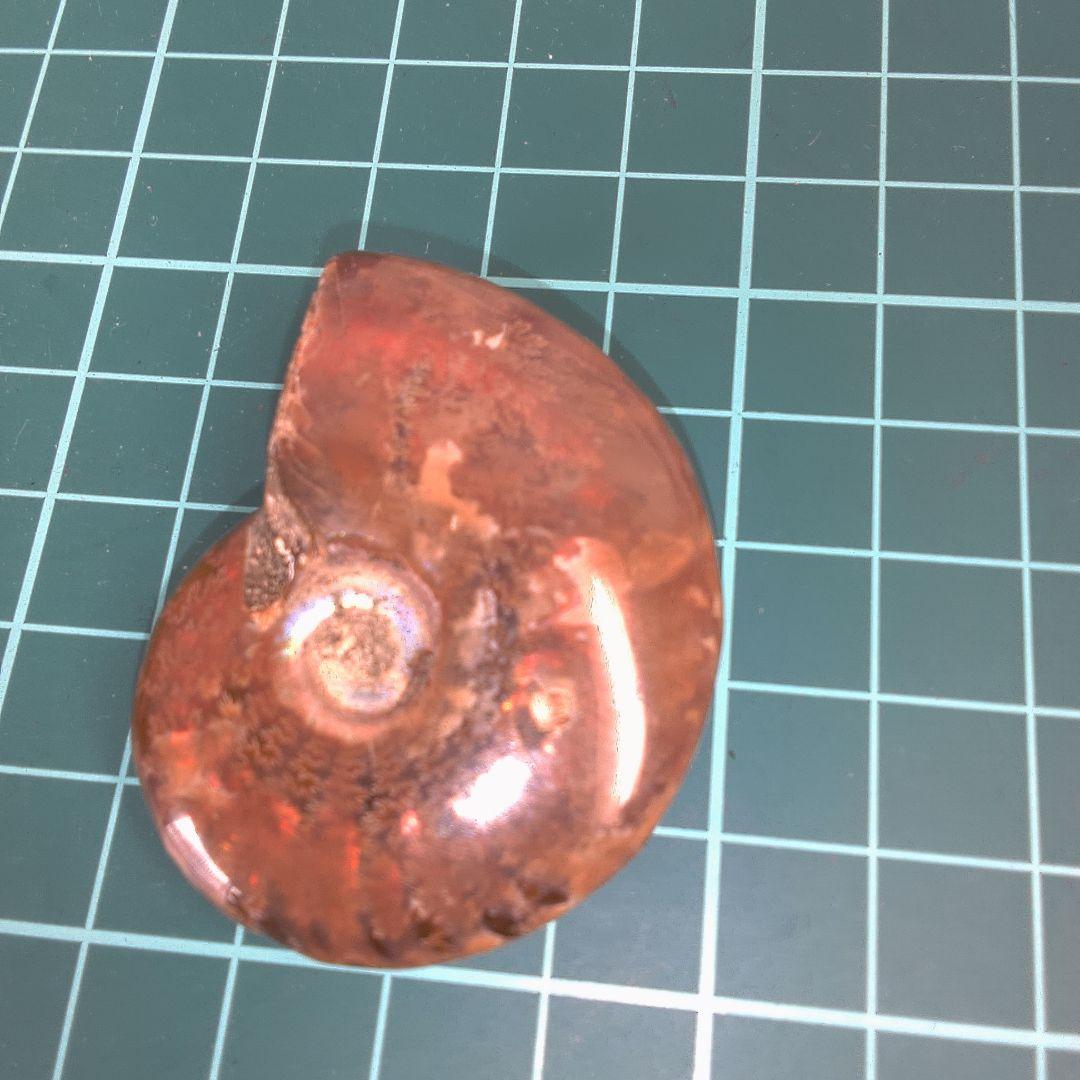 小物１ アンモナイト化石