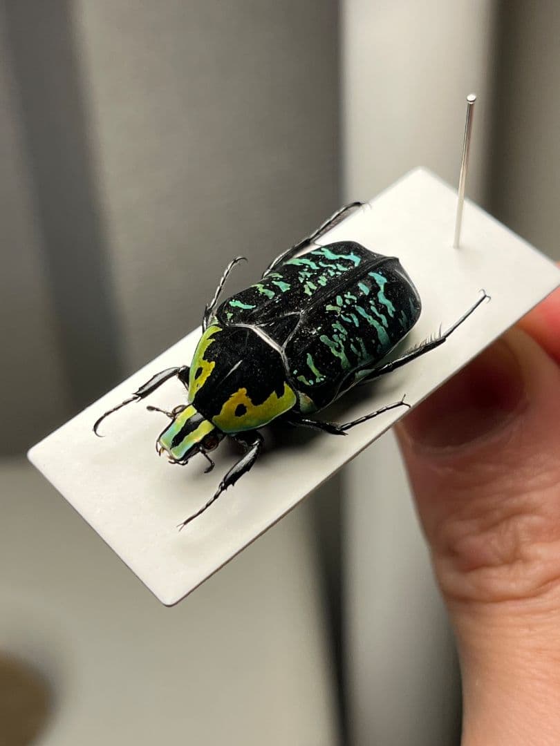 【28mm】サザナミマラガシーハナムグリ 標本 タマムシ プラチナコガネ ウグイ