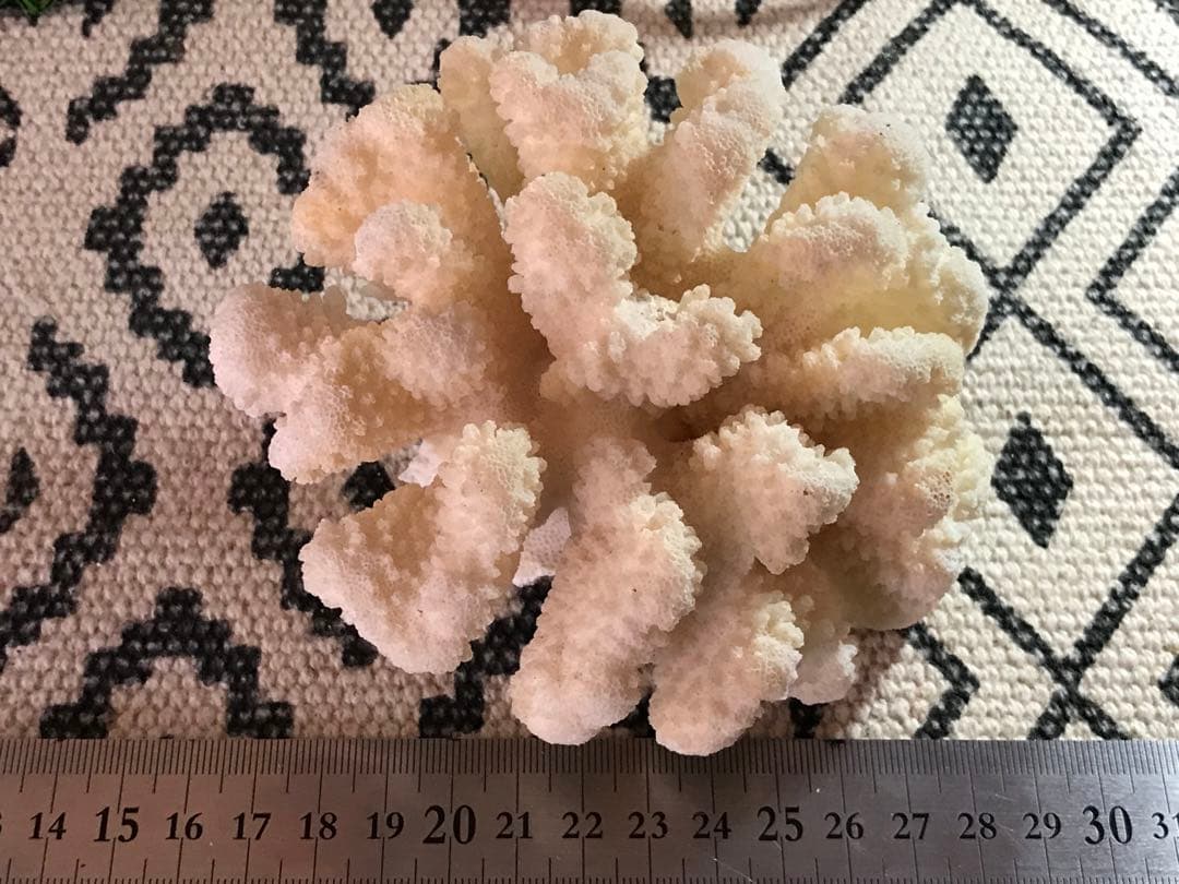 ◉台湾産【白珊瑚/ホワイトコーラル】原木[282