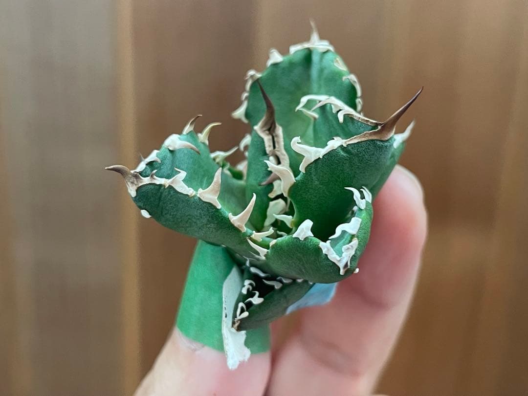 【REZA産】イラン株　選抜　アガベ　　NOVA ノヴァ　天芽　12月便