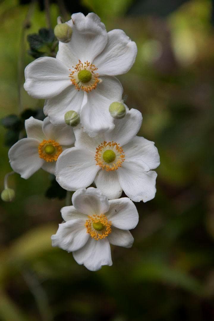 【A4サイズ額付】井上治OsamuInoue『Japanese Anemones