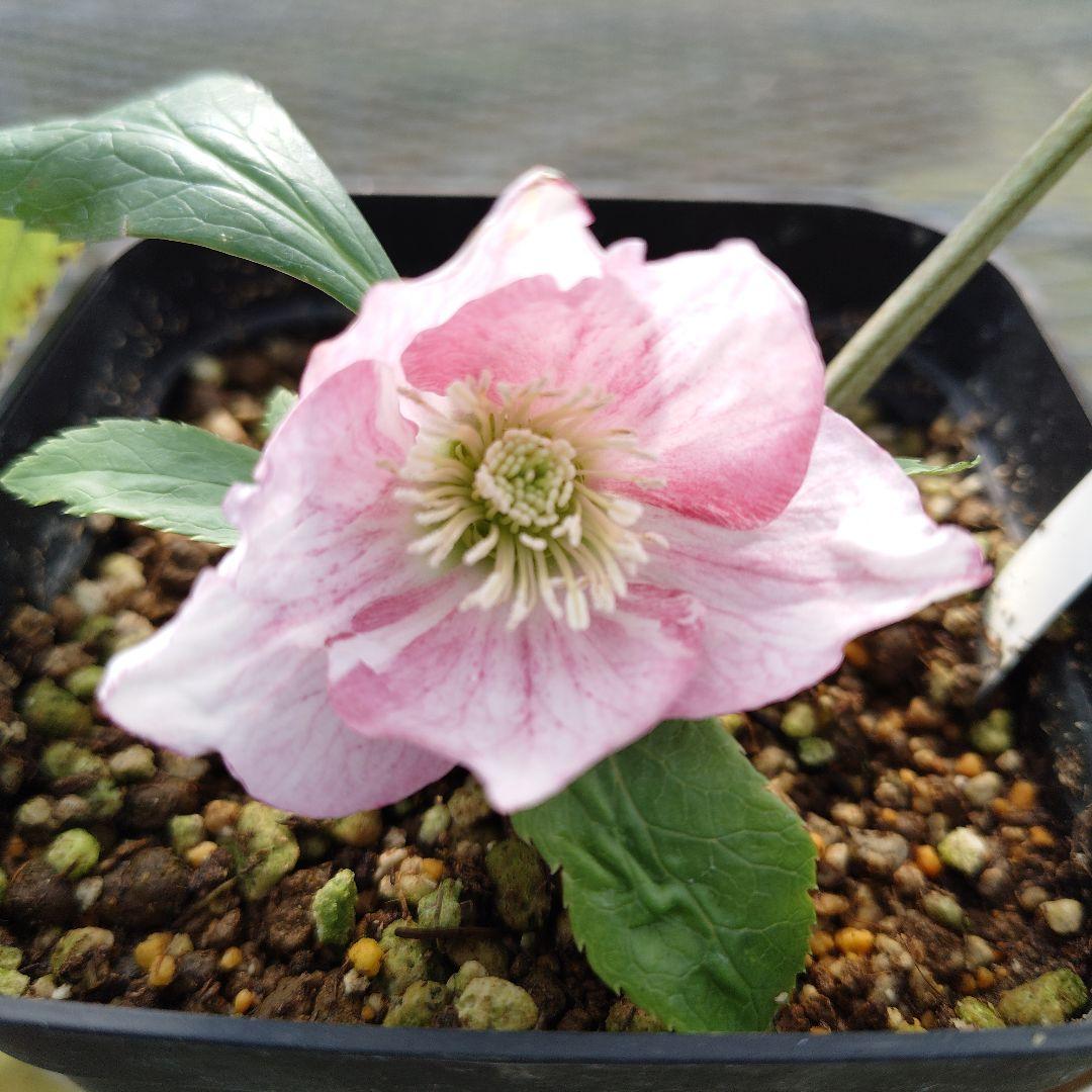 ま*い様 クリスマスローズ　チベタヌス交配