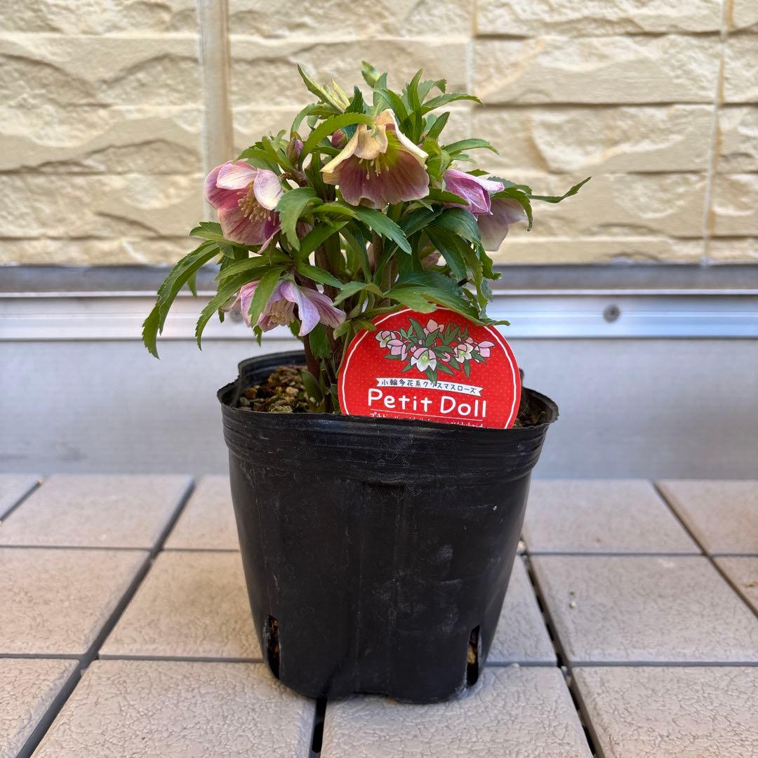 MIYABI様ご依頼品　クリスマスローズ2点　フレグランス　プチドール