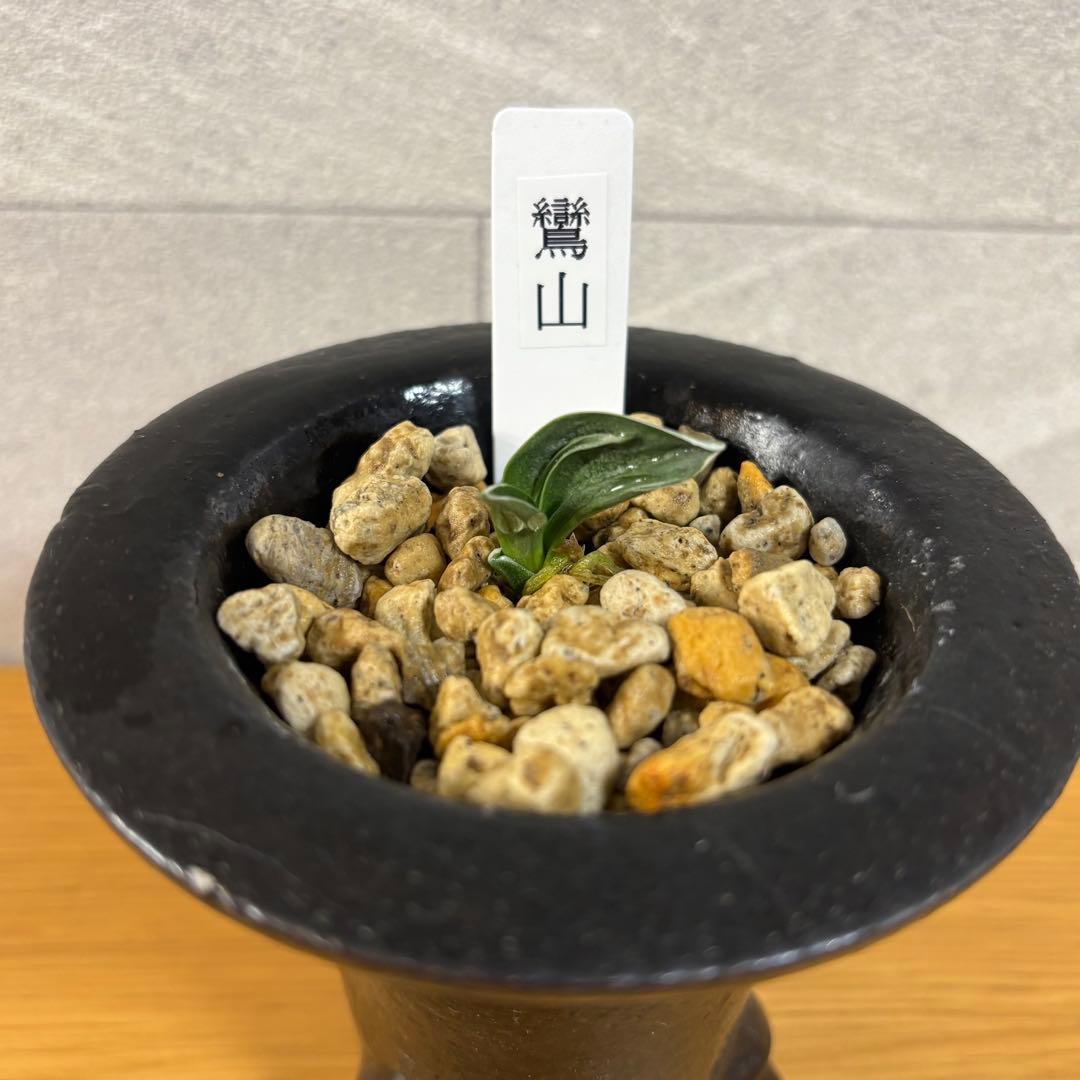 万年青　鸞山　羅紗系　金文字　芋吹き　おもと　鉢付き