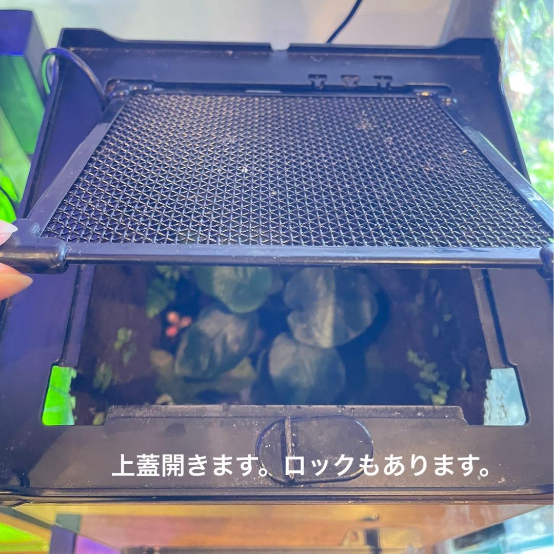 【最終値下げ】レイアウト水槽 イモリウム カエルリウム