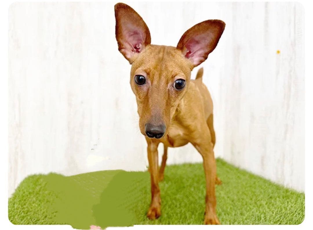 フェルト　ミニチュアピンシャー  Leo クプラウ専様用