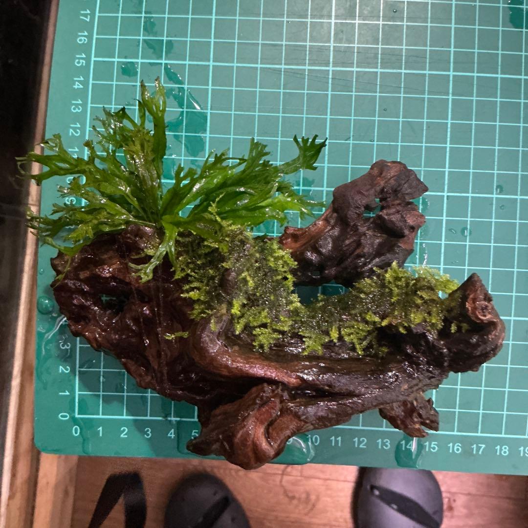 【速達】良型！ジャワモス活着キリンミニ20cmと南米モスミクロ17cm