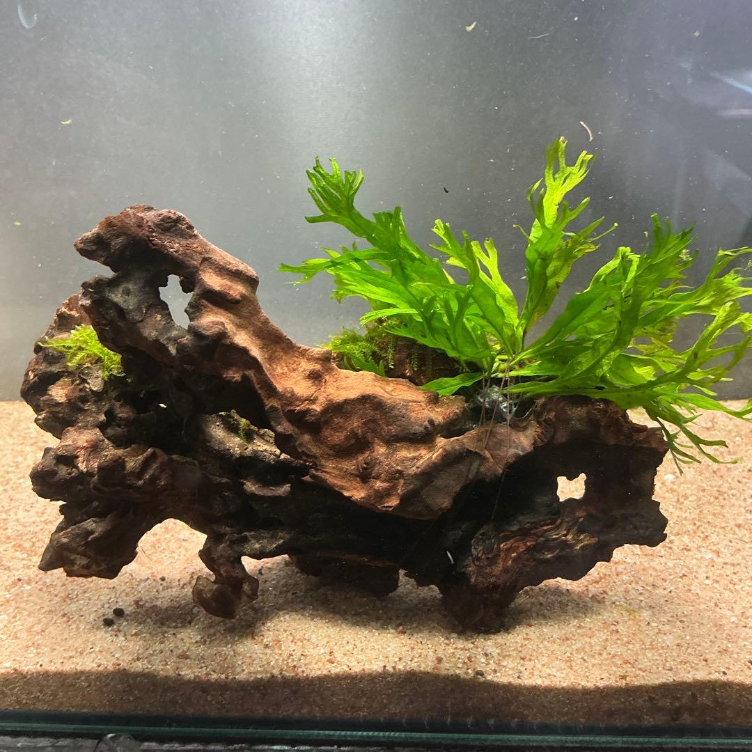 【速達】良型！ジャワモス活着キリンミニ20cmと南米モスミクロ17cm