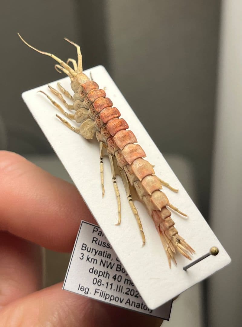 バイカルヨコエビ バイカル湖 標本 ムカデヤスデミリピードセンチピードサソリ