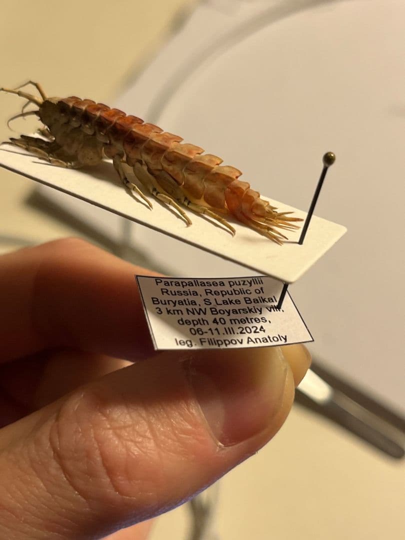 バイカルヨコエビ バイカル湖 標本 ムカデヤスデミリピードセンチピードサソリ