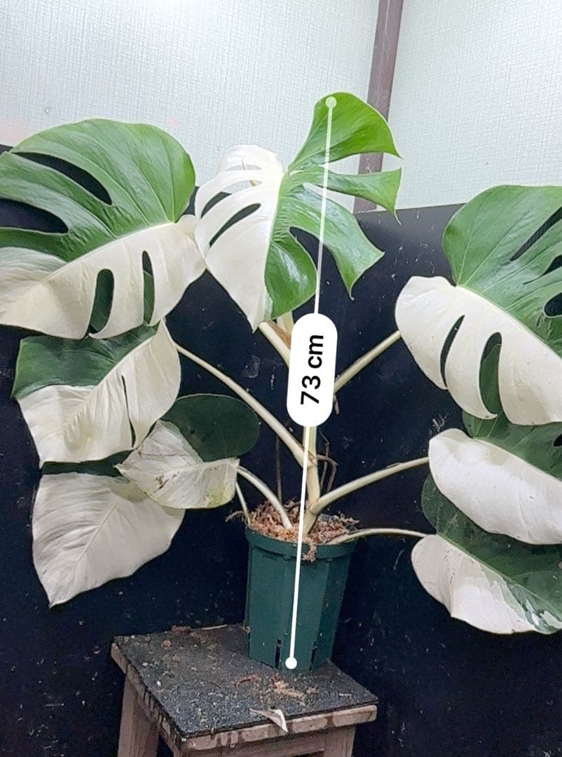 万*e様 モンステラ斑入りハーフムーンホワイトタイガー極美斑入り73cmレア