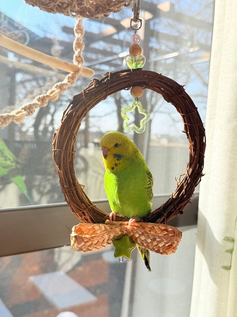 インコのおもちゃ 作品紹介