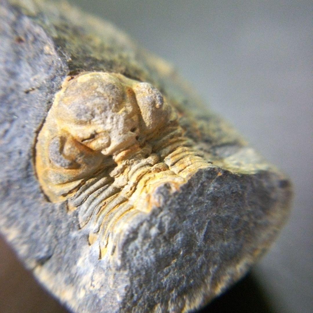 三葉虫　化石　fossil　海　ボリビア産　trilobite　海生動物判別⑬