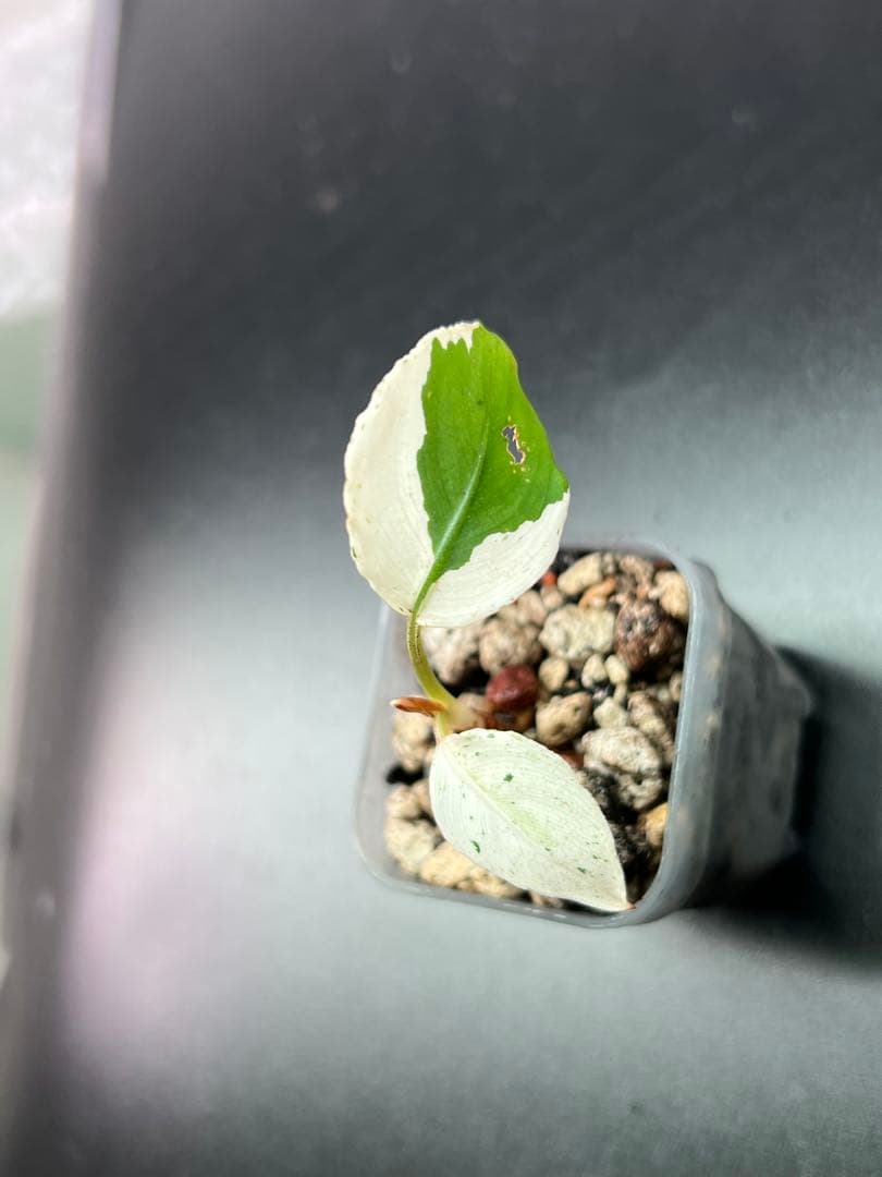 セファランドラ（斑入り株）Bucephalandra Pipto