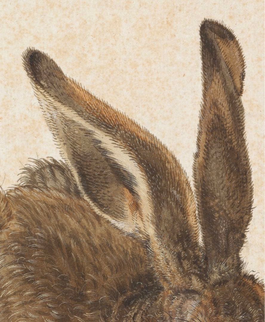 アルブレヒト・デューラー　水彩画　「うさぎ」　複製画