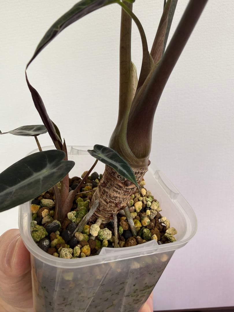 アロカシア5種+リーガルシールズオーレア斑入り小芋１つ