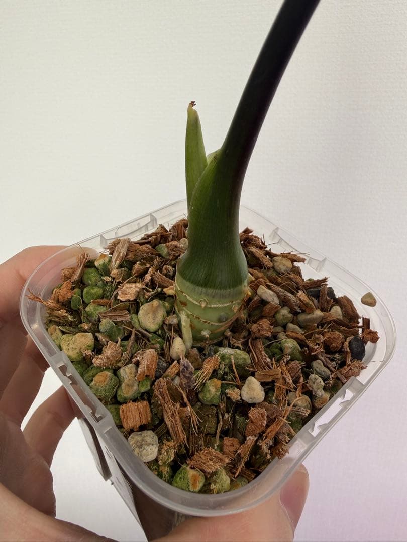 アロカシア5種+リーガルシールズオーレア斑入り小芋１つ