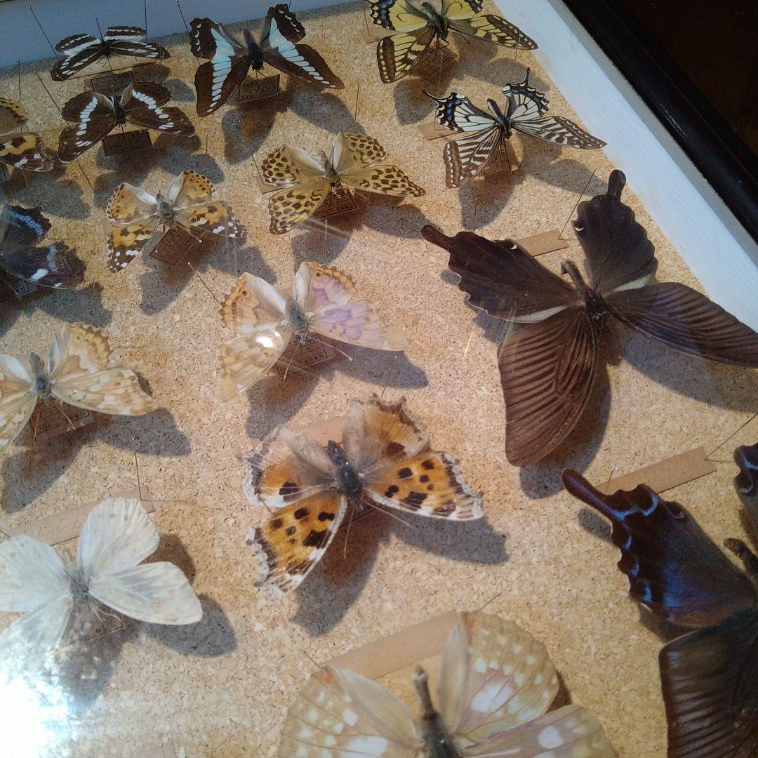 蝶の標本 木製箱(ガラス)52✕42✕6cm