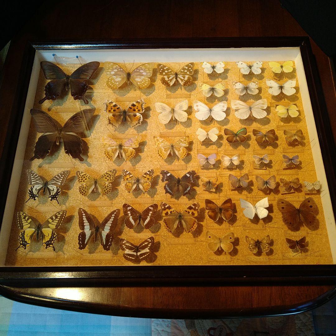 蝶の標本 木製箱(ガラス)52✕42✕6cm