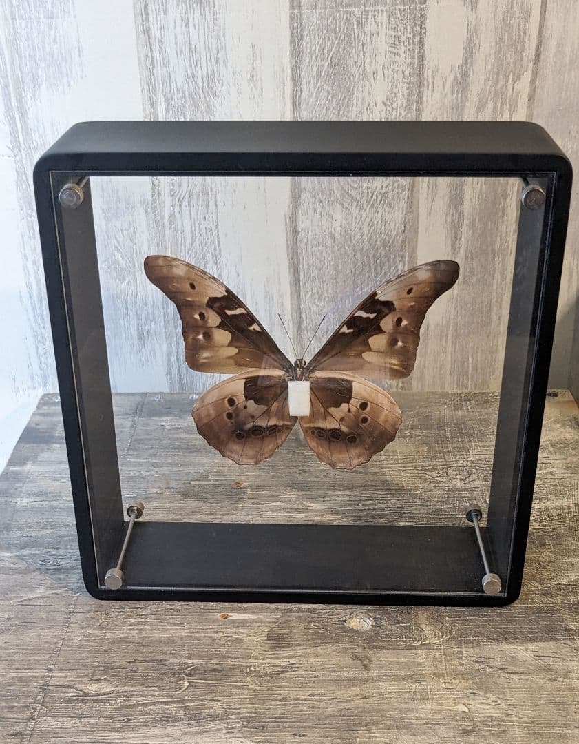 美品「レテノールモルフォ」標本　専用ケース付(ハンドメイド)
