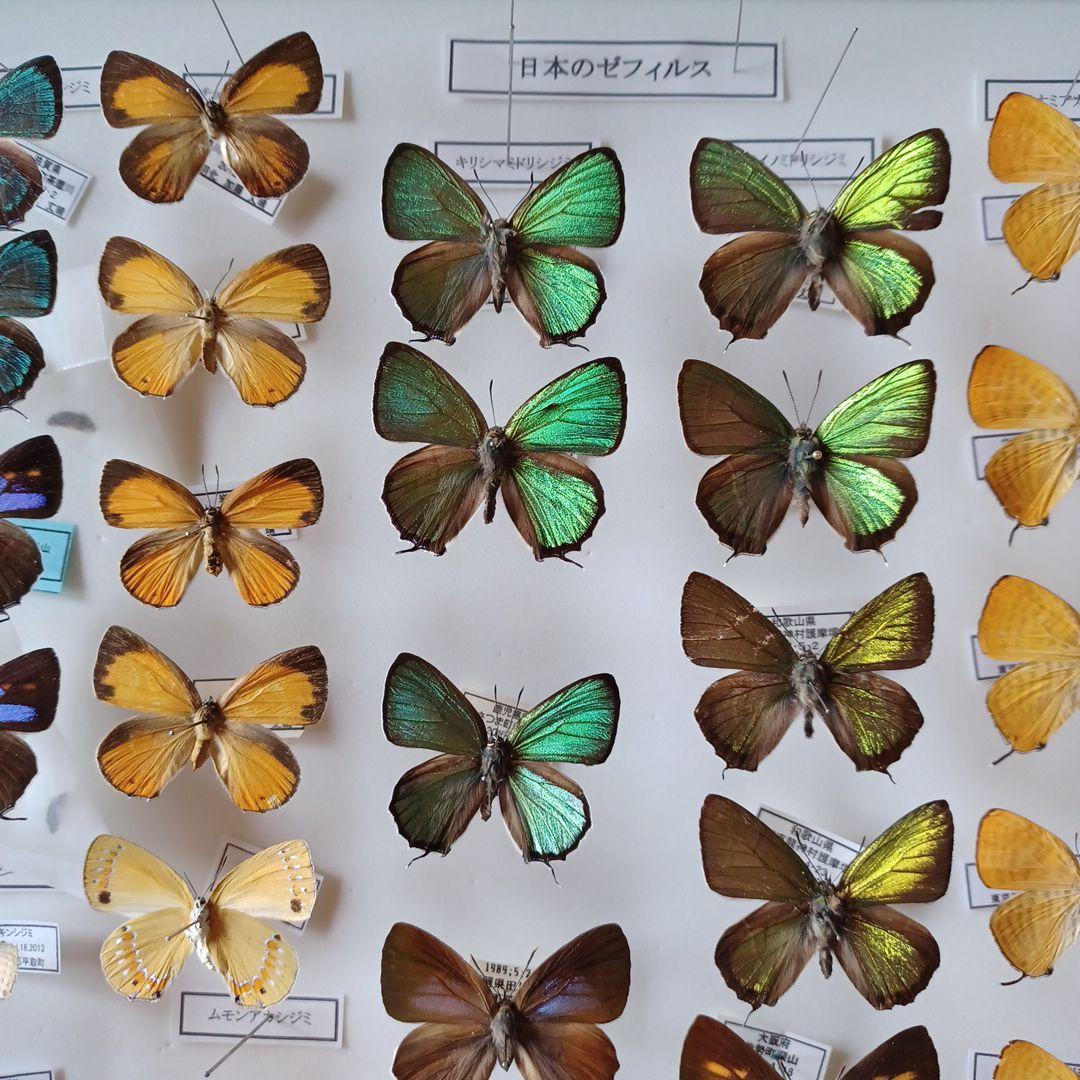 蝶標本　日本ゼフィルス選　20種99頭