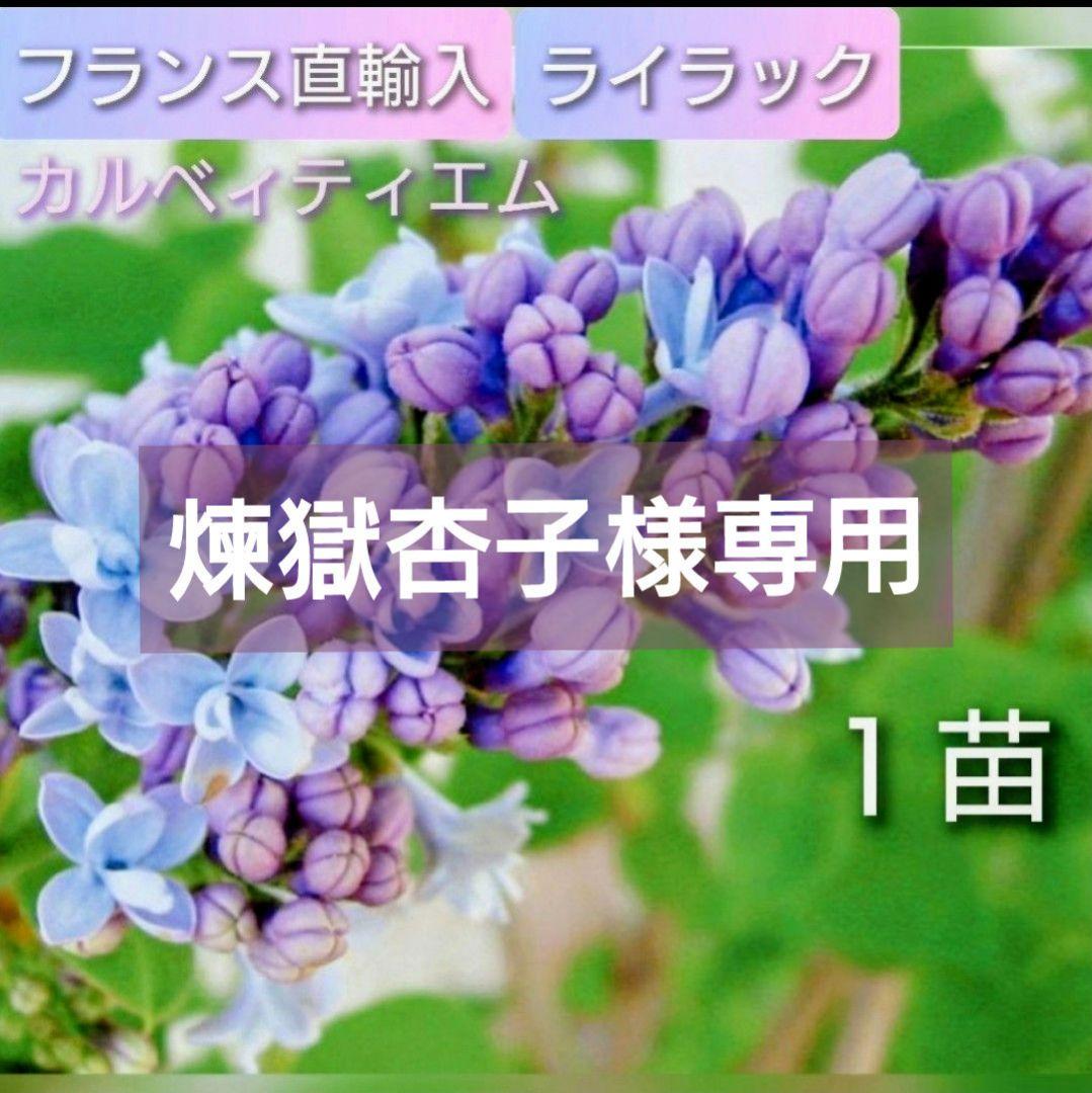 煉獄杏子【八重咲き】ライラック『カルベェティエム』１苗♪