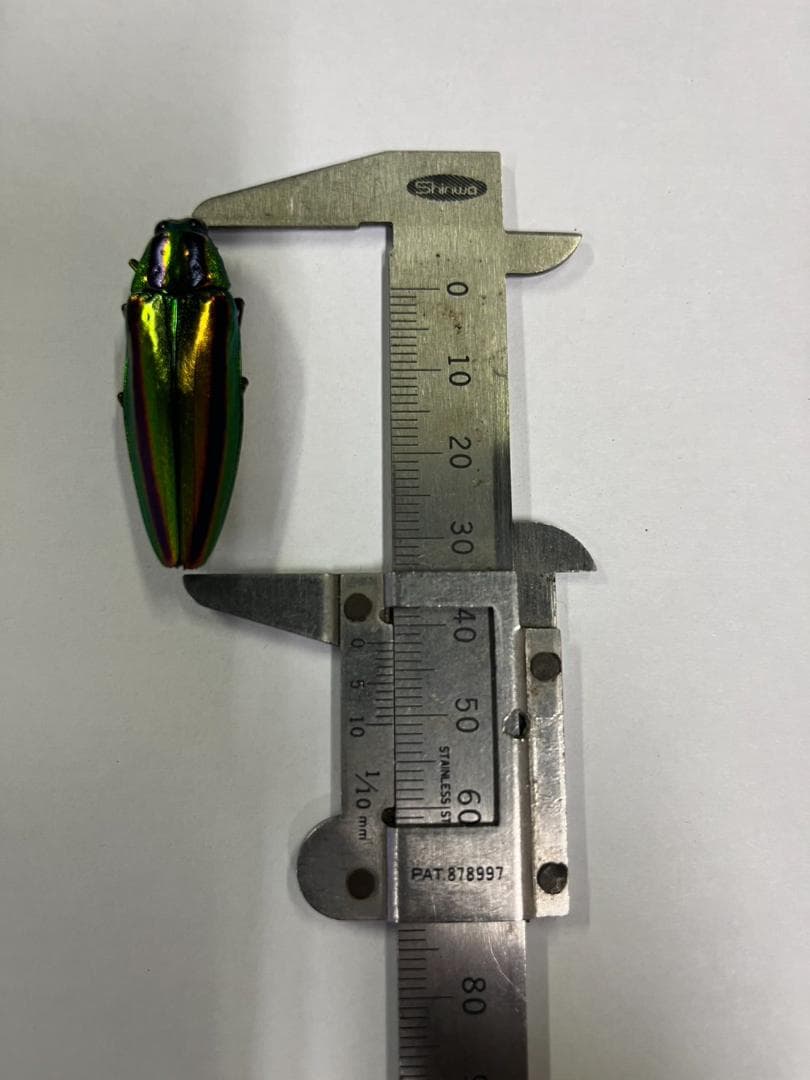 千葉県産　ヤマトタマムシ　４㎝以上11頭　上翅82枚　標本用　装飾用