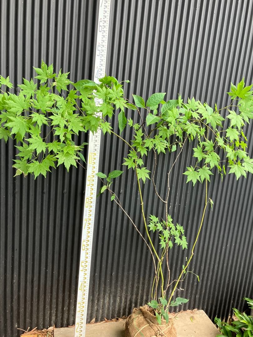 hiroooです！ 山採り　ヤマモミジ　ウワミズザクラ　混合株