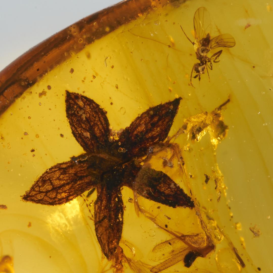 レア極上品 PA0004虫入り琥珀化石　ミャンマーカムティかタナイ9900万年前