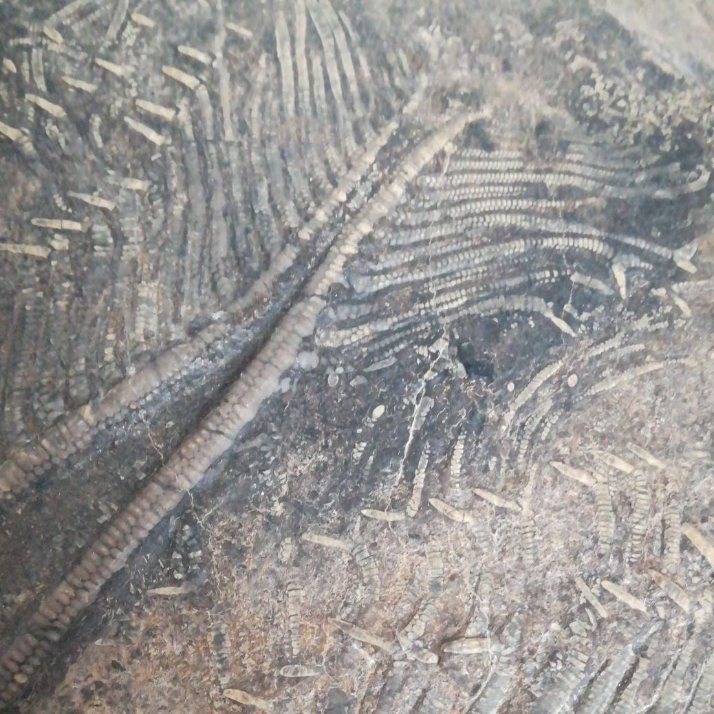 希少　レア　ウミユリ　化石　植物化石　プレート　置物