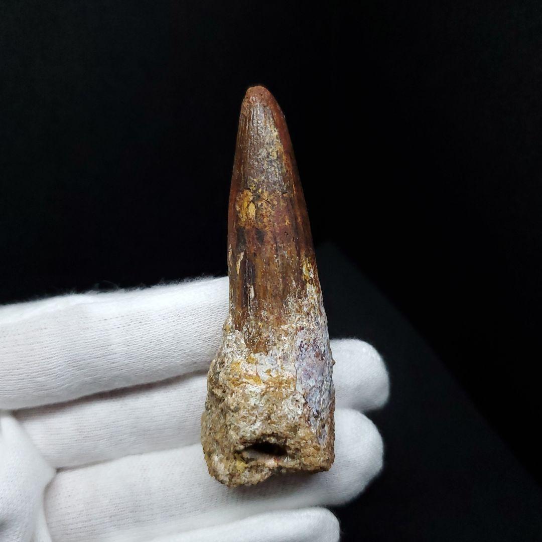 スピノサウルス 本物 モロッコ産 62.70mm sp450