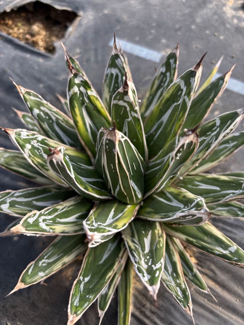 アガベ　笹の雪　極氷山　氷嶺